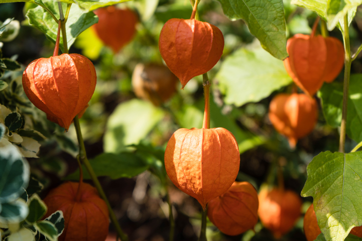 Physalis auslichten - so geht es