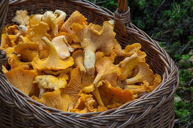 Pilze ernten und lagern