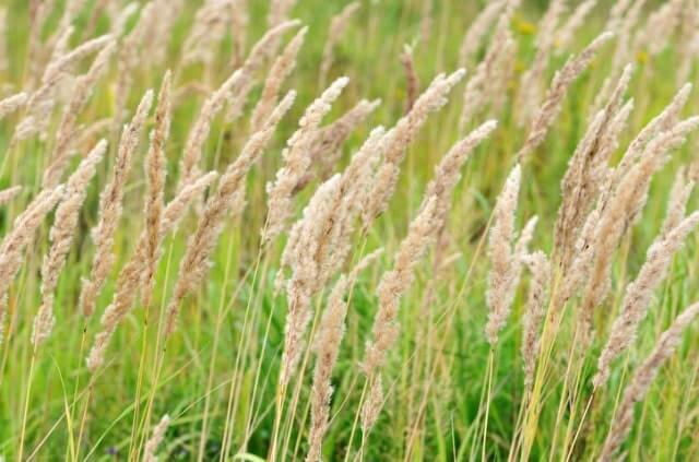 Reitgras schneiden - Zeitpunkt und Anleitung