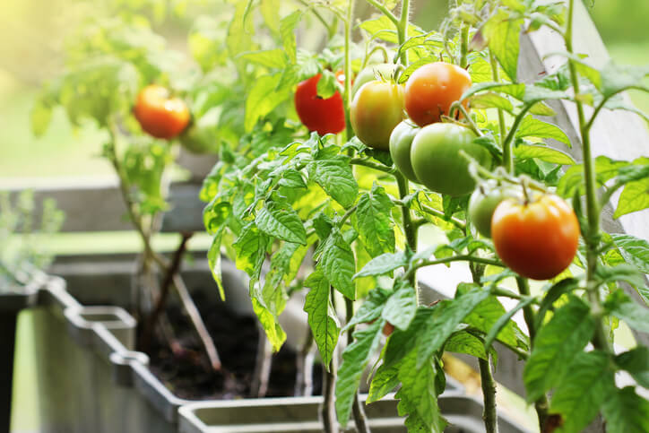 Resistente Tomaten für den Balkon