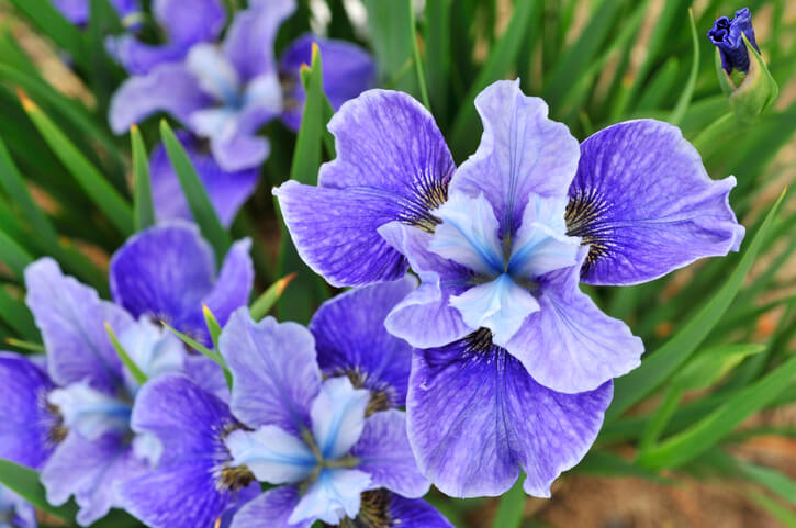 Rhizome der Iris teilen und neu einpflanzen