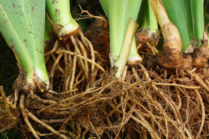 Rhizome und Zwiebeln von Iris einpflanzen