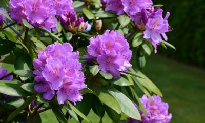 Rhododendron winterhart machen - Tipps und Tricks
