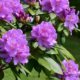 Rhododendron winterhart machen - Tipps und Tricks