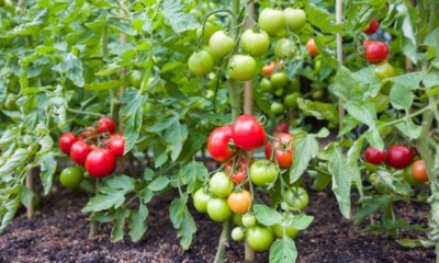 Robuste und resistente Tomatensorten - fürs Freiland und gegen Krautfäule