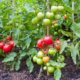 Robuste und resistente Tomatensorten - fürs Freiland und gegen Krautfäule