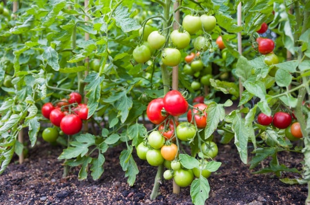 Robuste und resistente Tomatensorten - fürs Freiland und gegen Krautfäule
