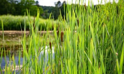Rohrkolben im Teich pflanzen
