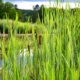 Rohrkolben im Teich pflanzen