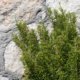 Rosmarin wird braun - was tun