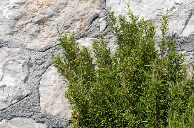 Rosmarin wird braun - was tun