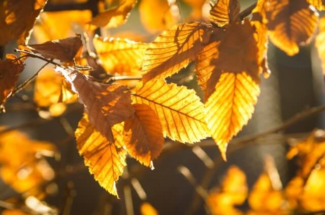 Rotbuche schneiden - Anleitung und Tipps