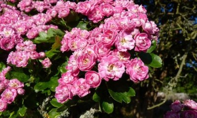 Rotdorn als Hecke anlegen