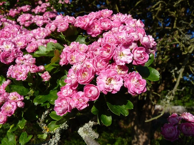 Rotdorn als Hecke anlegen