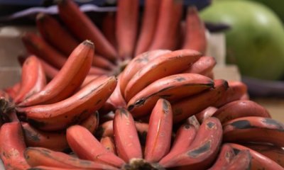 Rote Banane - alles über die exotische Pflanze