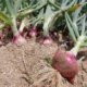 Rote Zwiebeln - Tipps zum Pflanzen