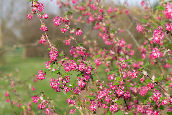 Rückschnitt von Seitentrieben