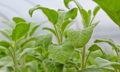 Salbei - ein ganz besonderes Kraut