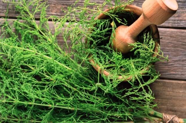 Schachtelhalmjauche als Dünger nutzen