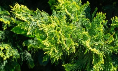 Scheinzypresse richtig pflegen