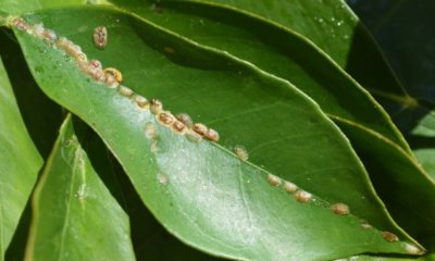 Schildläuse an Orchideen mit Hausmitteln bekämpfen