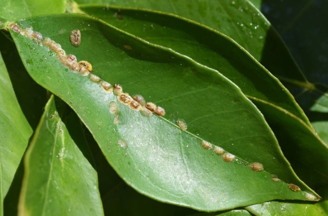 Schildläuse an Orchideen mit Hausmitteln bekämpfen