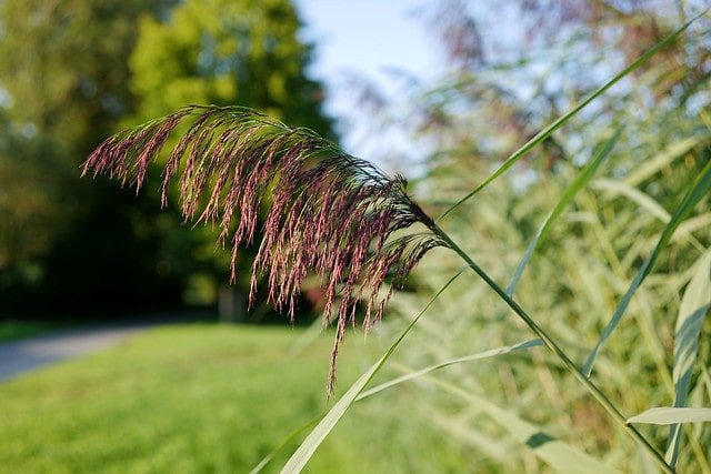 Schilf im Topf ziehen