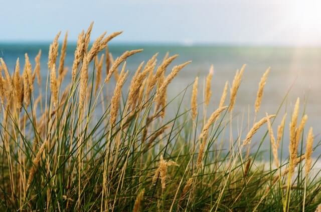 Schilf schneiden - Zeitpunkt und Anleitung