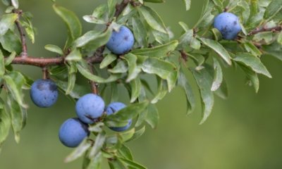 Schlehen Früchte richtig ernten
