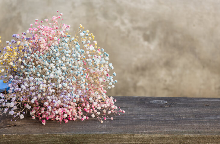 Schleierkraut trocknen - so geht's