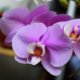 Schmetterlingsorchidee - Pflege und Standort
