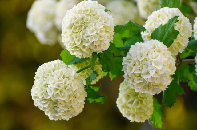 Schneeball als Stämmchen ziehen