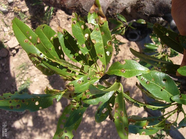 Schrotschusskrankheit beim Kirschlorbeer natürlich behandeln