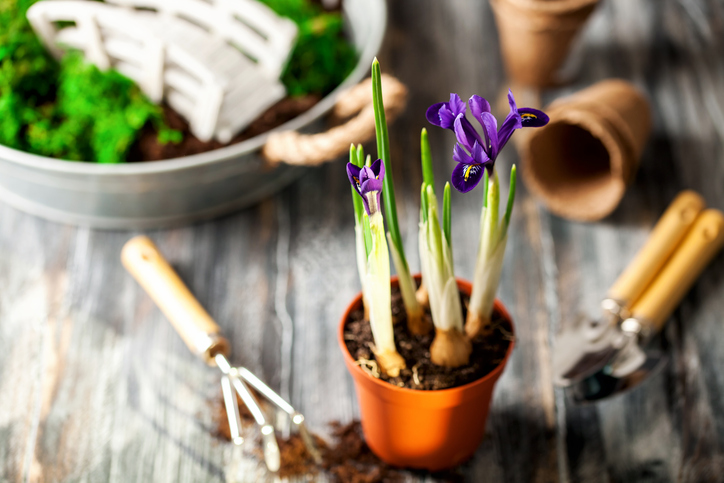Schwertlilien im Herbst umpflanzen
