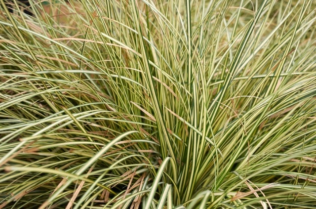 Segge richtig pflegen