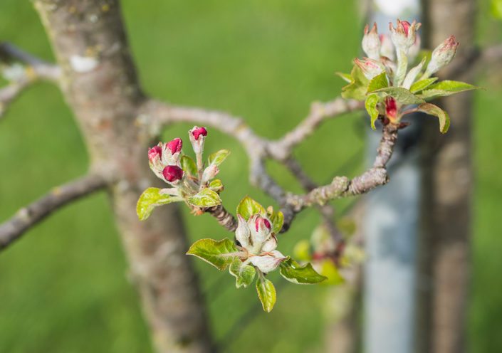 Selbststeril und Sortensteril