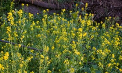 Senf als Gründüngung im Garten