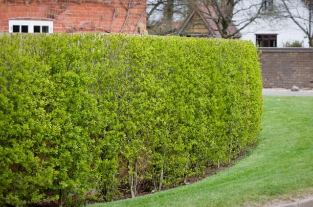 Sichtschutz für den Vorgarten - Ideen und Inspirationen