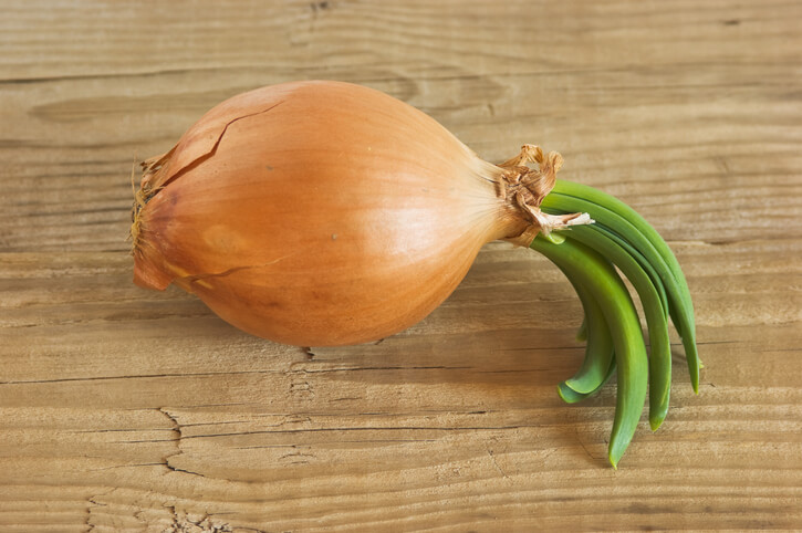 Sind ausgetriebene Zwiebeln essbar