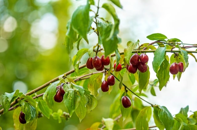 Sind die Früchte von Hartriegel essbar