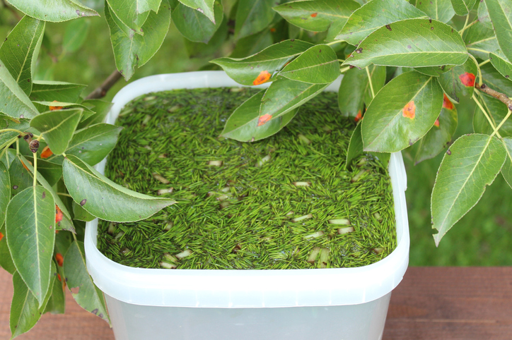 So einfach wird Schachtelhalmjauche hergestellt