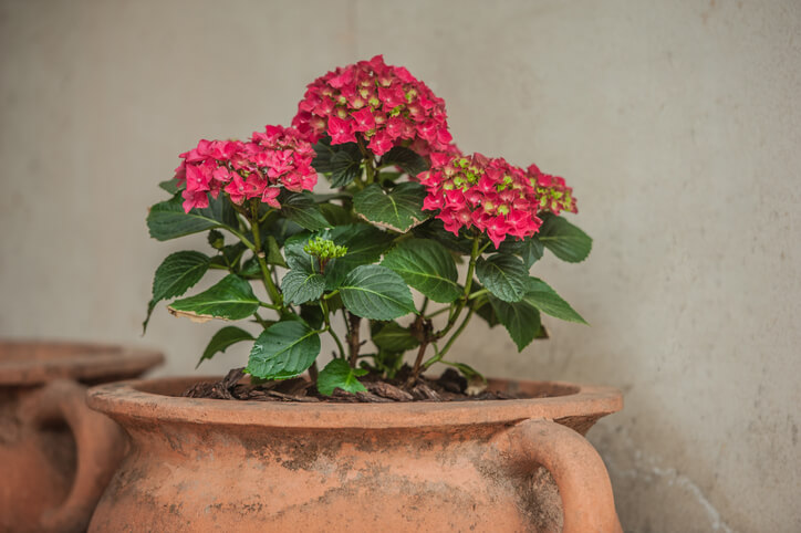 So gelingt das Rotfärben von Hortensien