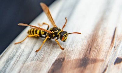 Sollte man Wespen füttern und worauf muss man dabei achten