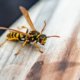 Sollte man Wespen füttern und worauf muss man dabei achten