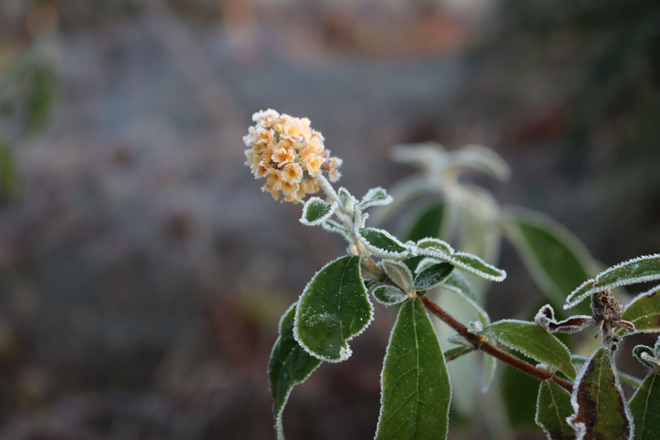 Sommerflieder bei Frost schützen