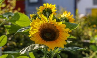 Sonnenblume richtig düngen