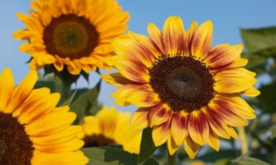 Sonnenblumen ernten - Tipps und Tricks