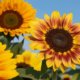 Sonnenblumen ernten - Tipps und Tricks