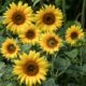 Sonnenblumen selber schneiden - Zeitpunkt und Anleitung