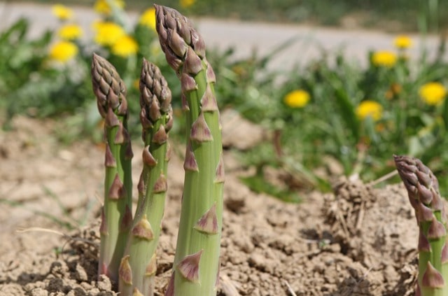 Spargel richtig düngen